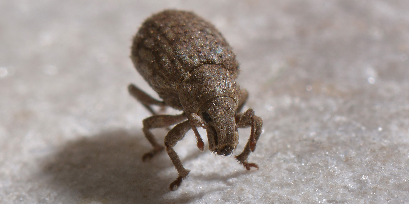 Curculionidae: Romualdius angustisetulus